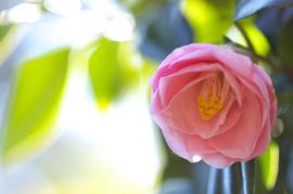 背景がぼやけ、花がはっきり映っている写真
