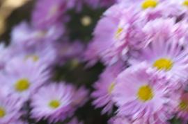 例:手ブレ補正がOFFであることにより、被写体がブレてしまっている写真